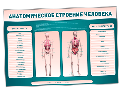Электрифицированный стенд-тренажер c макетом скелета "Анатомическое строение человека"